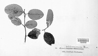 Aecidium pulcherrimum image